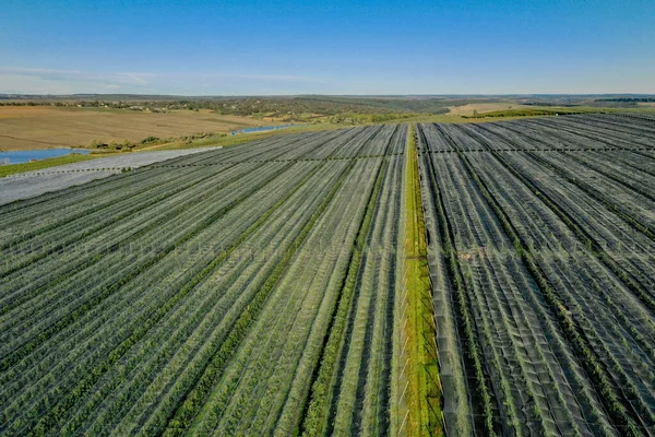 Vista Aérea Del Invernadero Plástico Huerto Manzanas Cultivo Plantas Agricultura —  Fotos de Stock