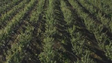 Apple Meyve Bahçesi 'nin arasında İHA uçuruyor. Genç elma bahçesi