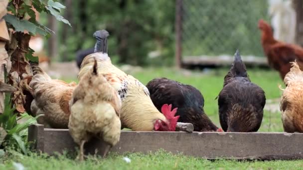 Várias Galinhas Vermelhas Que Comem Milho Campo Conceito Agricultura Pet — Vídeo de Stock