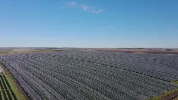 Vista Aérea Plantación Apple Cultivo Manzanas Panorama Manzana Huerta Disparando — Vídeos de Stock