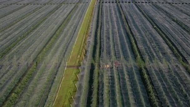 Luftaufnahme Der Apfelplantage Der Anbau Von Äpfeln Panorama Apfelplantage Schießen — Stockvideo