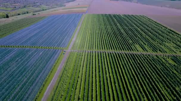 Вид Воздуха Плантацию Apple Выращивание Яблок Панорама Яблочный Сад Съемки — стоковое видео