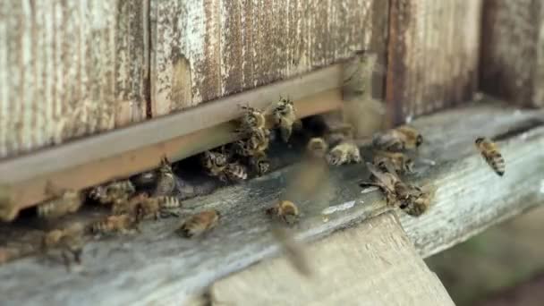 蜜蜂蜂窝 带蜂窝的普朗克 亲爱的蜜蜂蜂房上的蜜蜂 — 图库视频影像