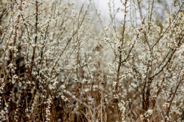 Tarlada çiçek açan beyaz çiçekler. Arkaplan çiçekleri, seçici odak.