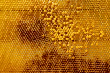 Arı kovanındaki arılara yakın çekim - seçici odak, boşluğu kopyala.