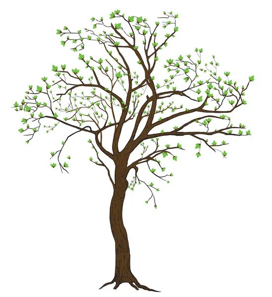 Isoliert Frühling blühenden Baum Illustration — Stockvektor