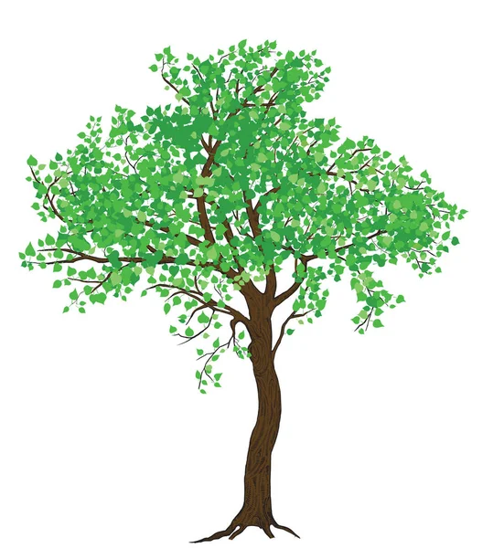 Isolierte sommergrüne Baum-Illustration für großformatigen Druck — Stockvektor