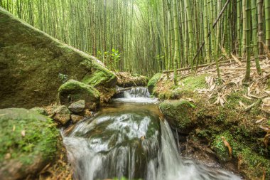 Bamboo Forest in Serra dos Orgaos Park in Petropolis - Rio de Janeiro - Brazil. Trail in Brazilian Forest clipart