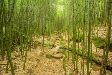 Serra dos Orgaos Park Petropolis - Rio de Janeiro - Brezilya bambu ormanında. Brezilya ormanda iz