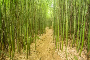 Serra dos Orgaos Park Petropolis - Rio de Janeiro - Brezilya bambu ormanında. Brezilya ormanda iz