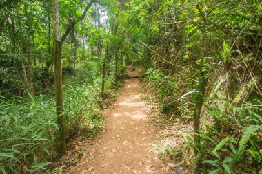 Brazilian Trail in Serra dos Orgaos Park. Petropolis - Rio de Janeiro - Brazil. Brazilian Forest