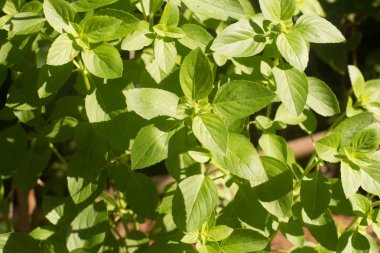 Brezilyalı fesleğen ağaca yakın çekim. Arka plan fotoğraf