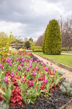 Londra'daki Regent's Park'ta laleler ve ağaçlar