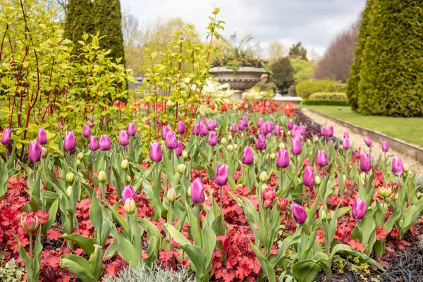 Londra'daki Regent's Park'ta laleler, İngiltere, İngiltere.