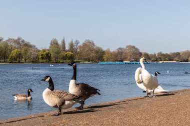 Hyde Park, Londra, İngiltere