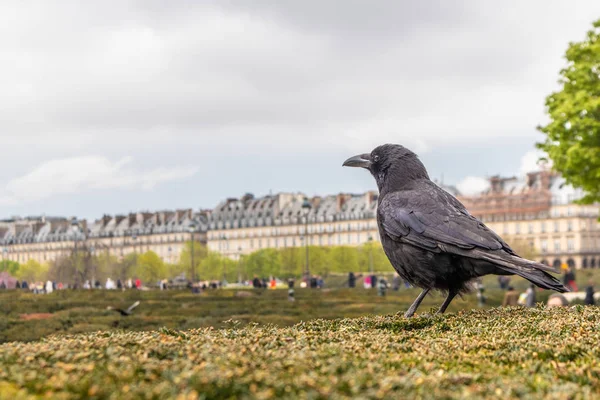 París, Francia - 9 de abril de 2019: Cuervo Negro en París — Foto de Stock