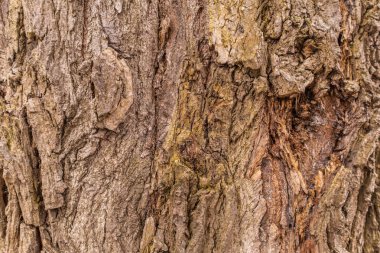 Ağaç gövdesi dokusu