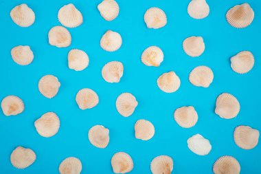 seashell deniz düz renkli arka plan üzerinde desen lay, tropik ve aloha kavramı seyahat.