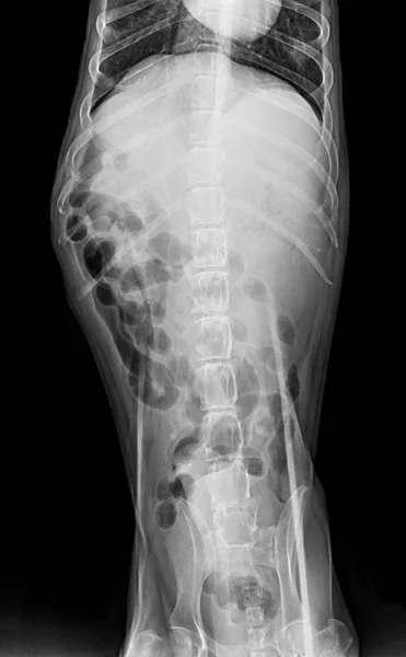 犬前观 线片在胸部标准和腹部兽医医学和兽医解剖概念 黑白颜色中闭合 — 图库照片