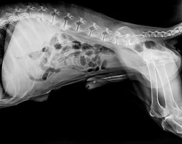 犬侧视野 线片在胸部标准和腹部兽医医学和兽医解剖学概念 黑白颜色中闭合 — 图库照片