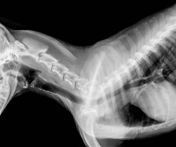 Ray Film Dog Lateral View Closed Thorax Standard Chest Veterinary — Stock Photo, Image