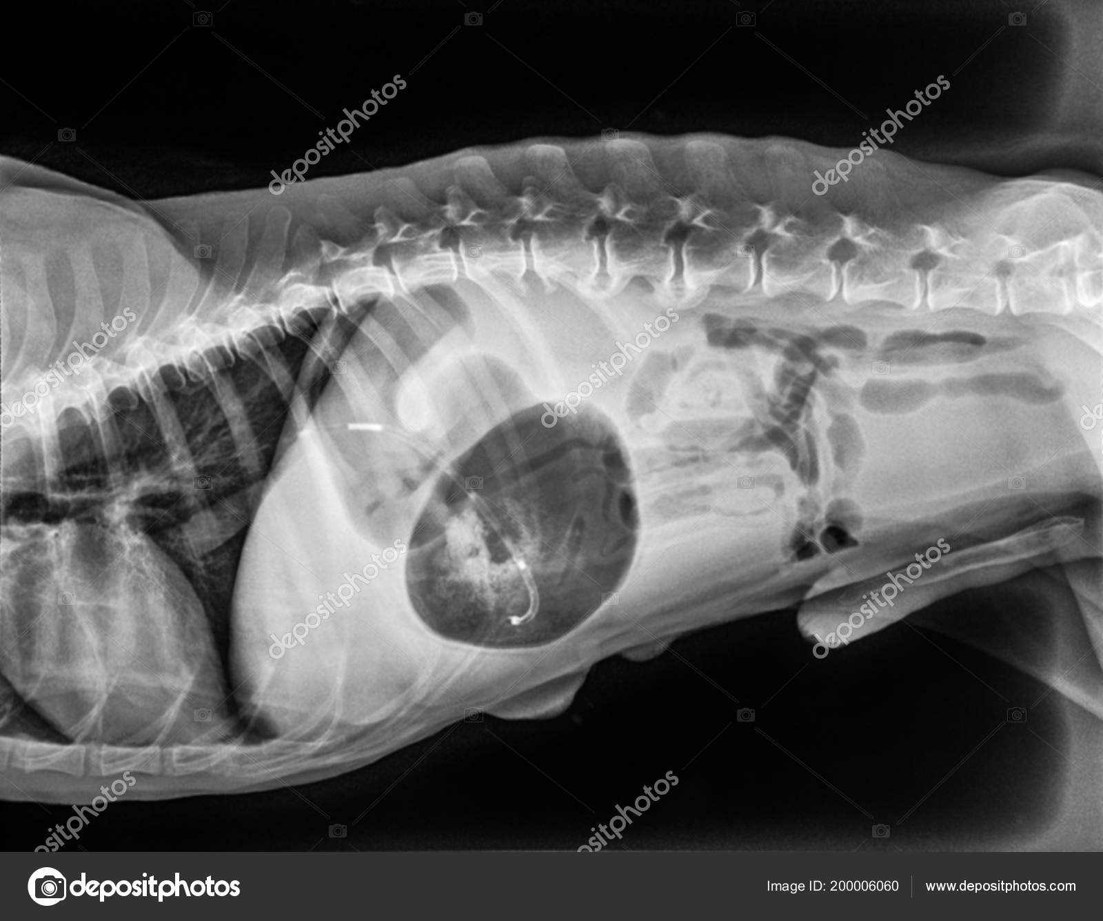 small dog x ray