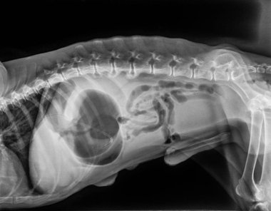 X ışını ile mide dilatasyonu volvulusu Gdv köpek yanal görünümünün veya mide katlanmış-çift kabarcık desen mide torsiyonu oluştu-hayvan hastalıklarıyla ilgili ilaç ve veteriner anatomi kavramı gösterir.