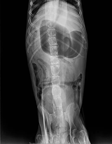 X ray of dog lateral view with Gastric dilatation volvulus GDV or stomach twists- Double bubble pattern indicates stomach torsion has occurred-Veterinary medicine and Veterinary anatomy Concept.