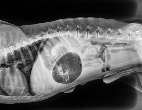 X ışını ile mide dilatasyonu volvulusu Gdv köpek yanal görünümünün veya mide katlanmış-çift kabarcık desen mide torsiyonu oluştu-hayvan hastalıklarıyla ilgili ilaç ve veteriner anatomi kavramı gösterir.