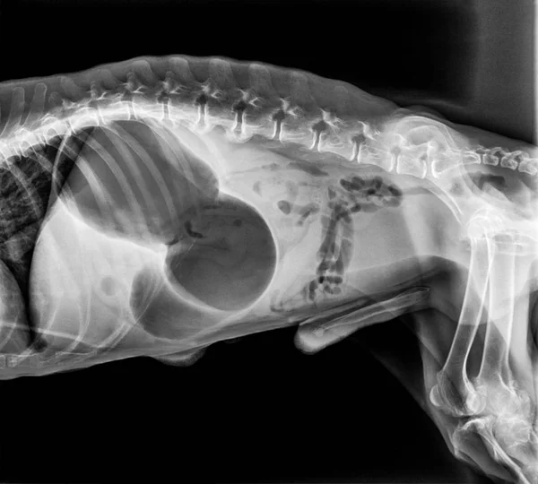 犬前视的 线胃扩张扭转反转或胃扭转双气泡模式表明胃扭发生 兽医和兽医解剖概念 — 图库照片