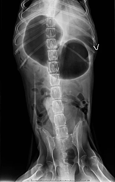 X ray of dog anterior view with Gastric dilatation volvulus GDV or stomach twists- Double bubble pattern indicates stomach torsion has occurred-Veterinary medicine and Veterinary anatomy Concept.