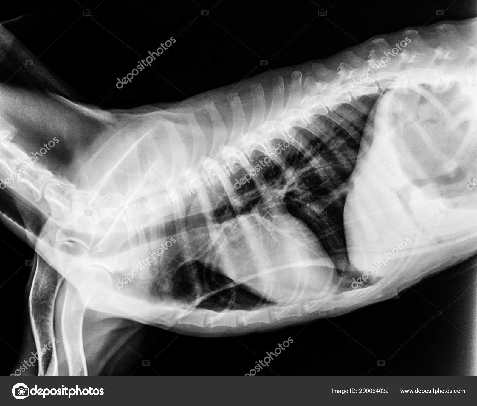 what do dog x rays show