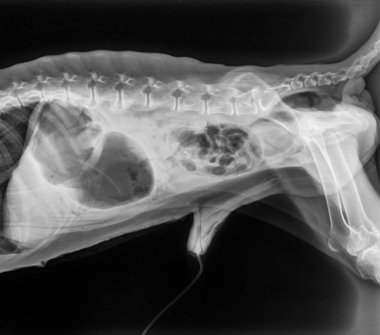 Röntgen film köpek yanal görünümünün kapandı toraks standart ve karın ile mide mide - Veteriner Tıp ve veteriner anatomi kavramı-siyah ve beyaz renk