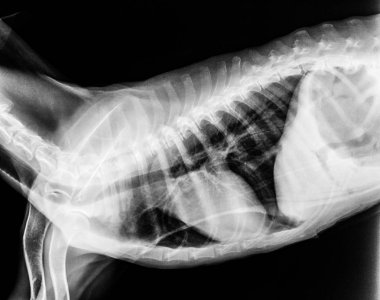Röntgen film köpek yanal görünümünün kapandı toraks standart ve göğüs ile mide mide - Veteriner Tıp ve veteriner anatomi kavramı-siyah ve beyaz renk