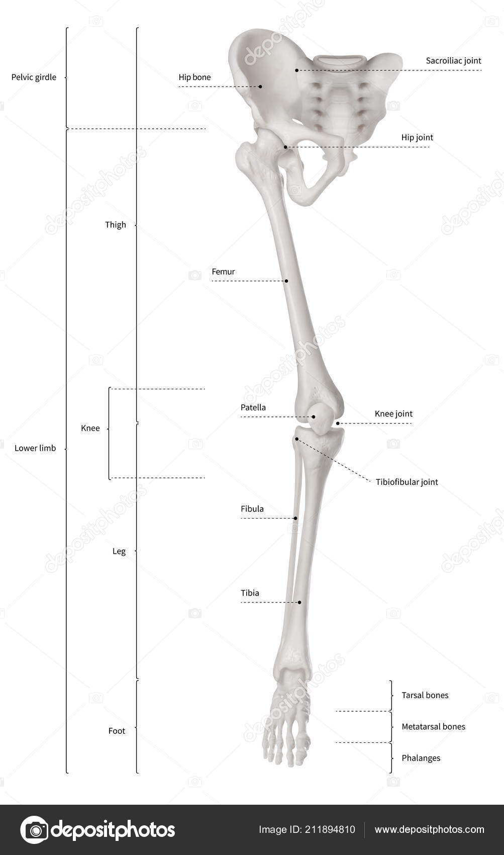 Medical Anatomical Human Lower Limb Skeleton Model Life Size Includes All Leg Bones Plus Removable Hip Joint 