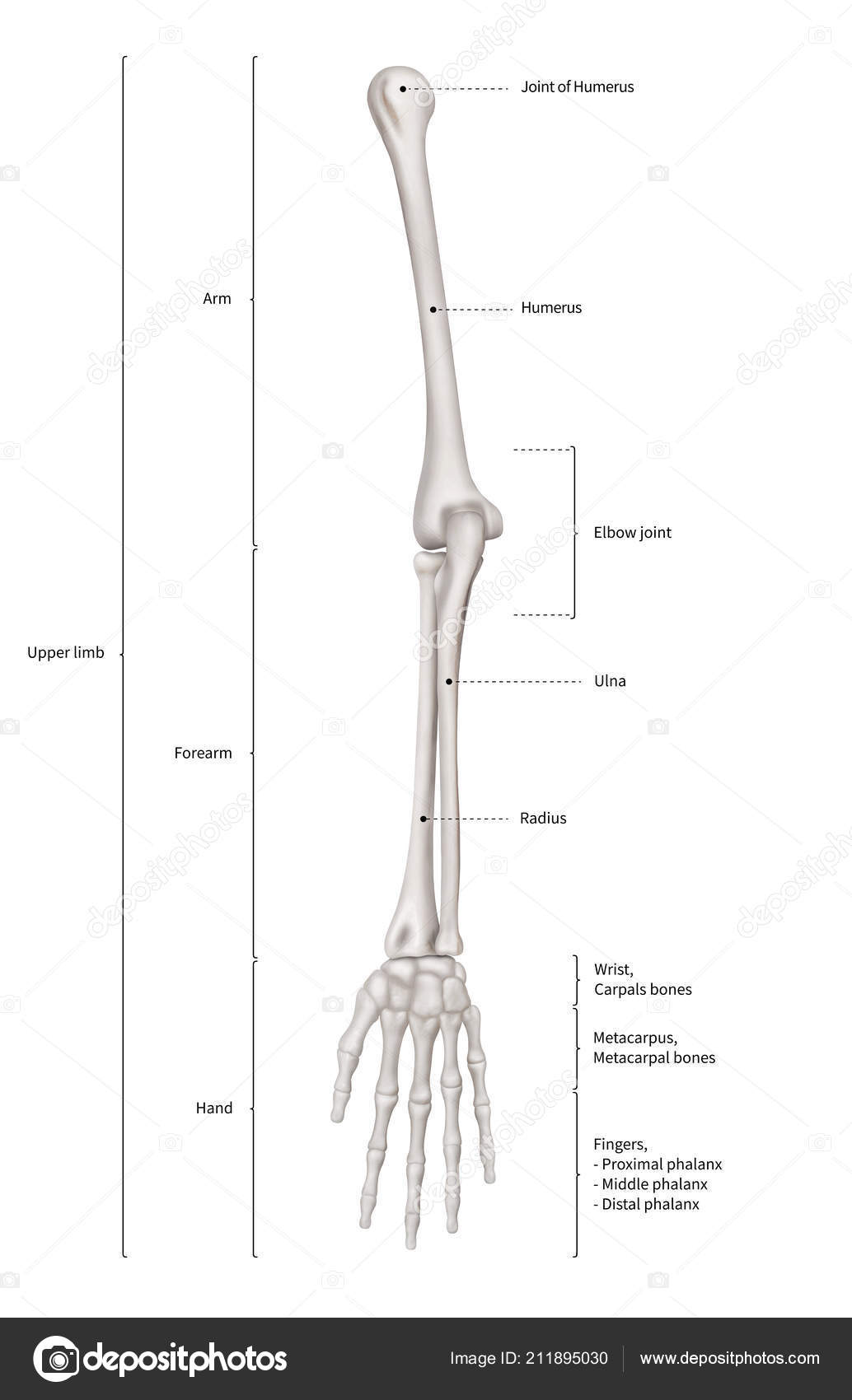 distal phalanx stok fotograflar distal phalanx telifsiz resimler gorseller depositphotos