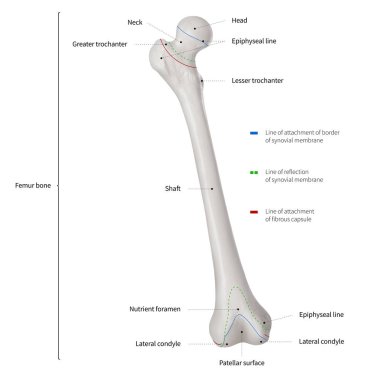 Infographic diyagramı insan uyluk kemiği veya bacak kemik anatomi sistem ön görünümü-3d-insan anatomisi - tıbbi diyagram-eğitim ve insan kavramı-beyaz arka plan üzerinde Isolated vücut