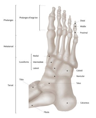 İnsan ayak ön görünümü ile kemik ve beyaz arka plan üzerinde görünümü-3d tıp ve Biyomedikal illüstrasyon-sağlık-insan anatomisi ve tıbbi kavramı - izole Lateral.