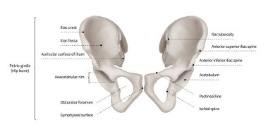 Infographic diyagramı insan kalça kemik veya pelvik kuşatır anatomi sistem ön görünümü-3d-insan anatomisi - tıbbi diyagram-eğitim ve insan kavramı-beyaz arka plan üzerinde Isolated vücut