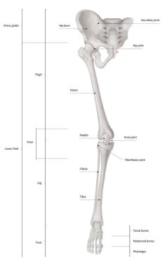 Infographic diyagramı insan iskelet alt ekstremite anatomi kemik sistemi veya bacak kemik ön görünümü - 3d - insan anatomisi - tıbbi diyagram - eğitim ve insan vücudu kavramı-beyaz arka plan üzerinde göl kenarında