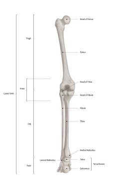 Infographic diyagramı insan iskelet alt ekstremite anatomi kemik sistemi veya bacak kemik arka görünümü - 3d - insan anatomisi - tıbbi diyagram - eğitim ve insan vücudu kavramı-beyaz arka plan üzerinde göl kenarında