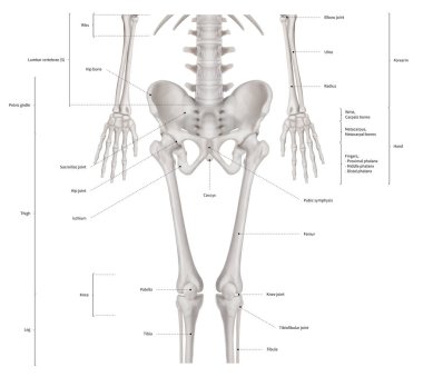 Infographic diyagramı alt yarı insan iskelet anatomi sistem ön görünümü-3d-insan anatomisi - tıbbi diyagram-eğitim ve insan kavramı-beyaz arka plan üzerinde Isolated vücut