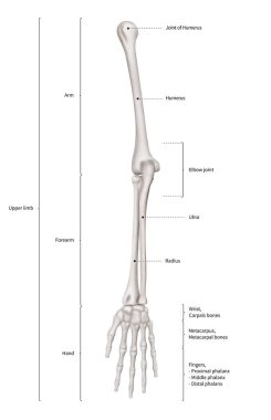 Infographic diyagramı, insan iskelet üst ekstremite kemik anatomi sistem veya kol kemik ön görünümü - 3d - insan anatomisi - tıbbi diyagram - eğitim ve insan vücudu kavramı-beyaz arka plan üzerinde göl kenarında