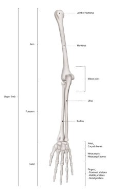 Infographic diagram of human skeleton upper limb bone anatomy system or arm bone anterior view- 3D- Human Anatomy- Medical Diagram- educational and Human Body concept- Isolated on white background clipart