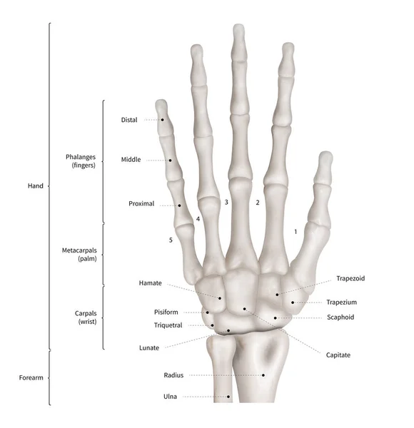 Diagrama Infográfico Sistema Anatomia Óssea Mão Humana Visão Anterior Anatomia — Fotografia de Stock