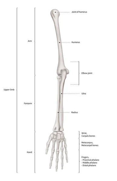 Infografika Schemat Systemu Anatomii Ludzkiego Szkieletu Kończyny Górnej Kości Lub — Zdjęcie stockowe