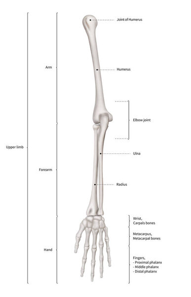 Infographic diagram of human skeleton upper limb bone anatomy system or arm bone anterior view- 3D- Human Anatomy- Medical Diagram- educational and Human Body concept- Isolated on white background