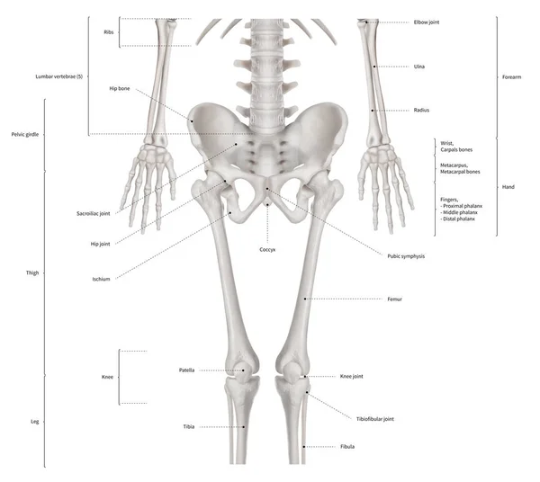 Infografisches Diagramm Der Unteren Hälfte Des Menschlichen Skelettanatomiesystems Anterior View Stockbild