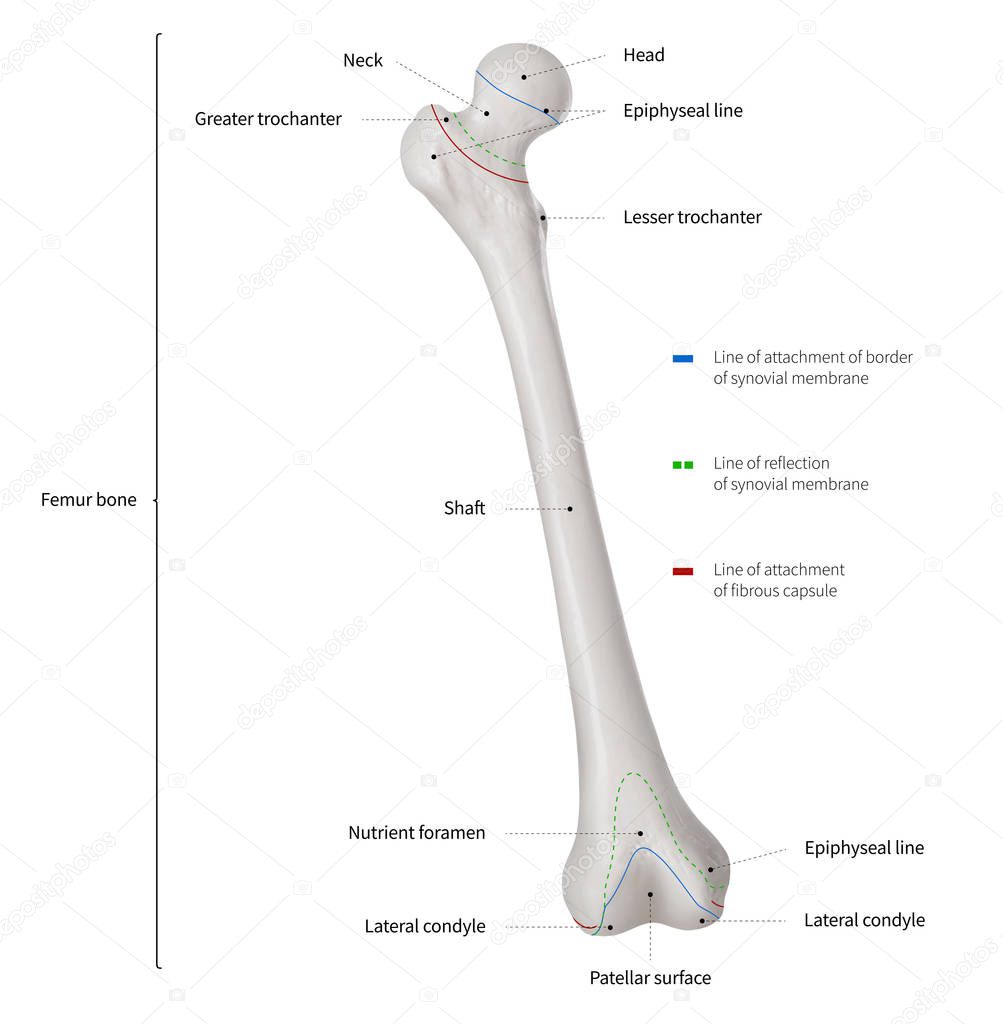 Infographic diagram of human femur bone or leg bone anatomy system anterior view- 3D- Human Anatomy- Medical Diagram- educational and Human Body concept- Isolated on white background