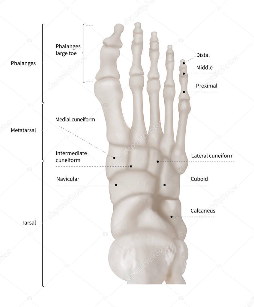 Infographic diagram of human foot bone anatomy system anterior view- 3D- Human Anatomy- Medical Diagram- educational and Human Body concept- Isolated on white background